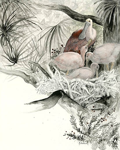 Roseated Spoonbill Chicks by Rebecca McDannold