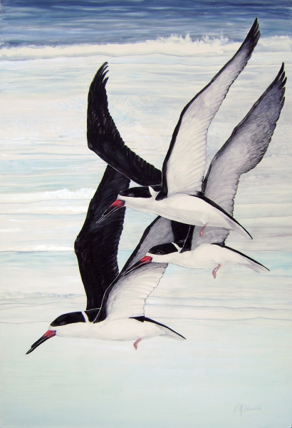 Click here to view Three Skimmers by Rebecca McDannold