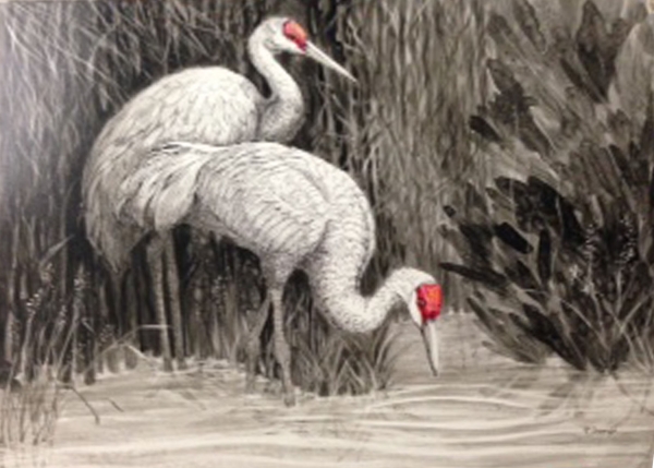 Click here to view Sand Hill Cranes Feeding by Rebecca McDannold