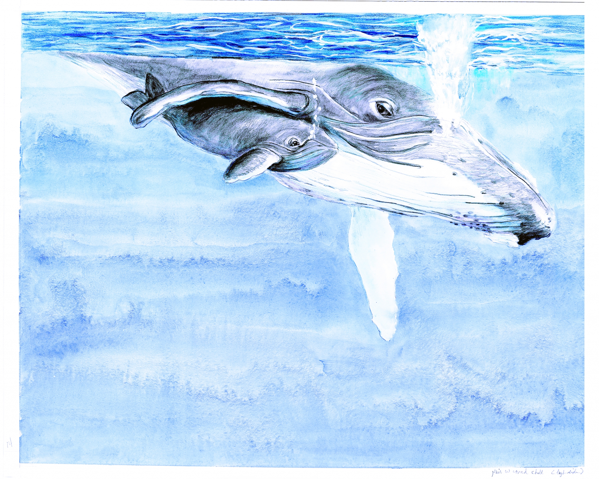 Click here to view Whale Baby, TCW by Rebecca McDannold