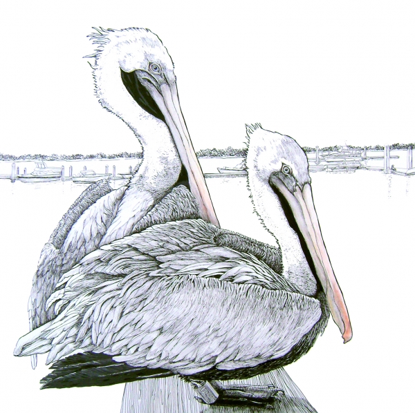 Click here to view Marina Pelicans by Rebecca McDannold